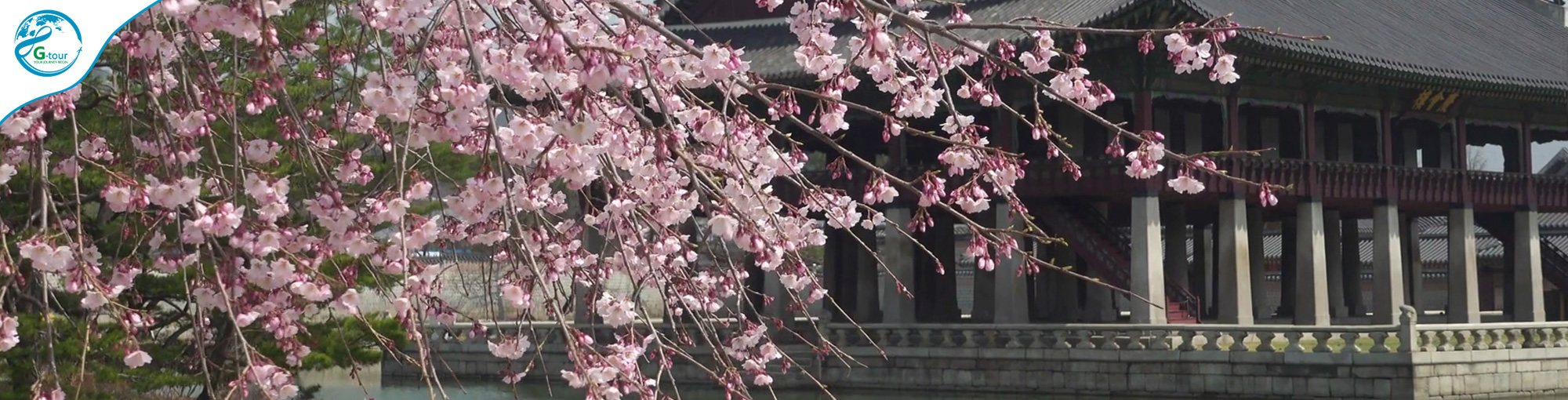 5 Days 3 Night – Korea Cherry Blossom